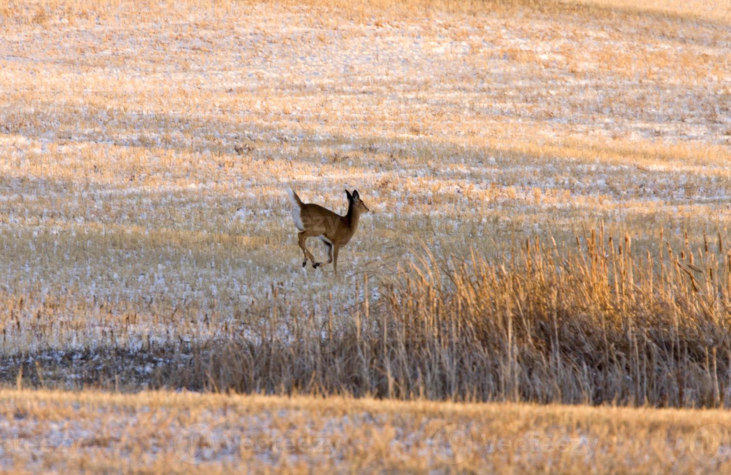 Prairie Deer at Sunset photo