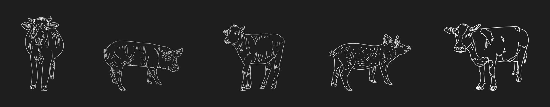 Vintage Butcher shop hand-drawn on a black chalkboard background. vector