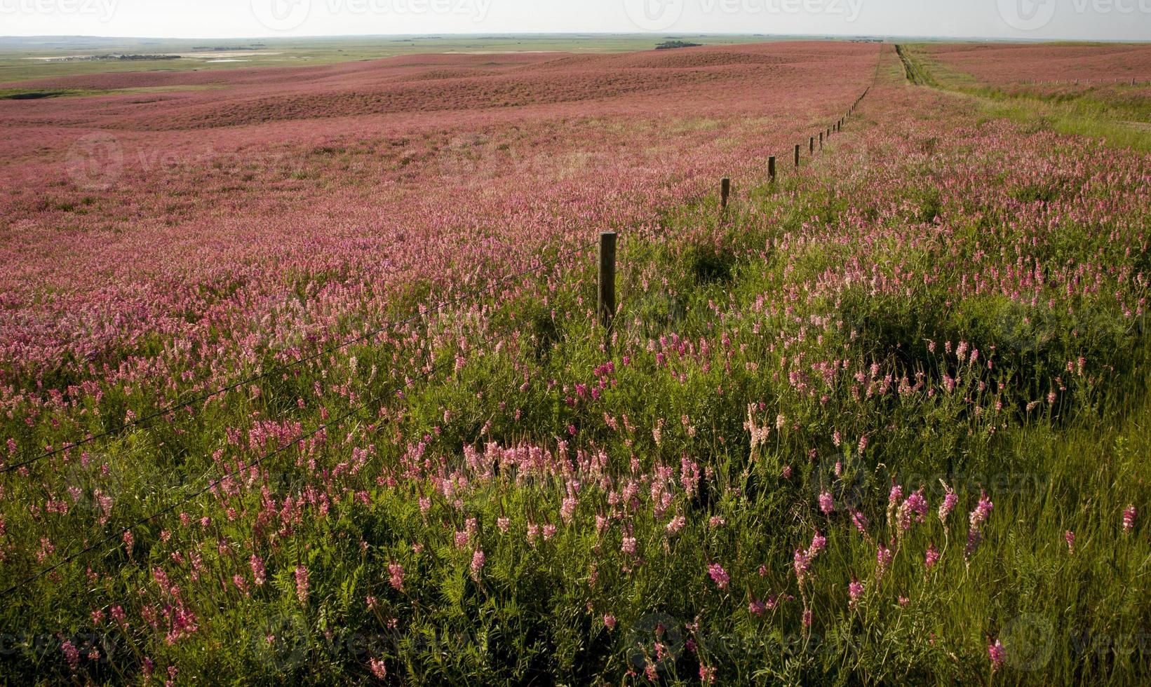 Pink flower alfalfa photo