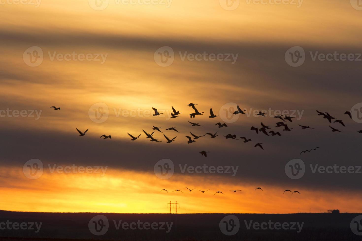 Geese in Flight Sunset photo