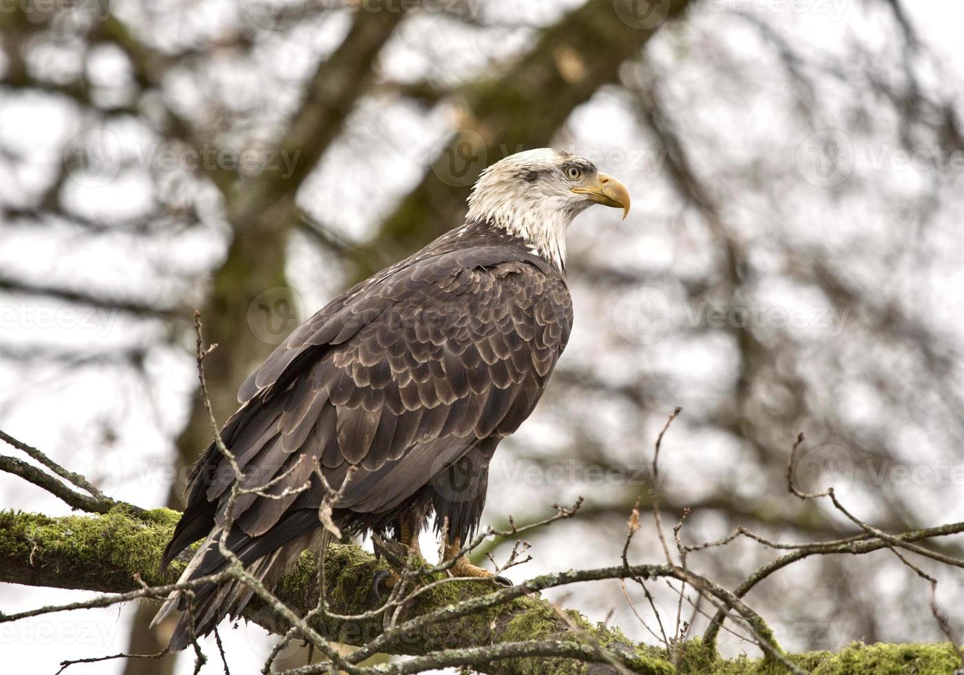 águila calva columbia británica foto