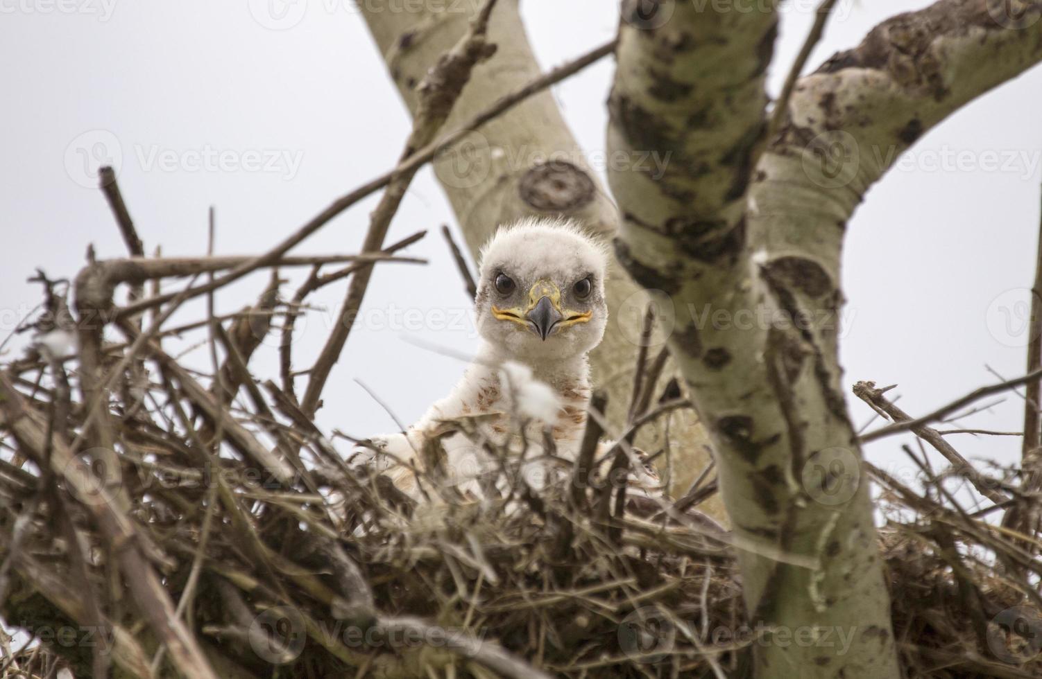 Baby Swainson Hawk photo