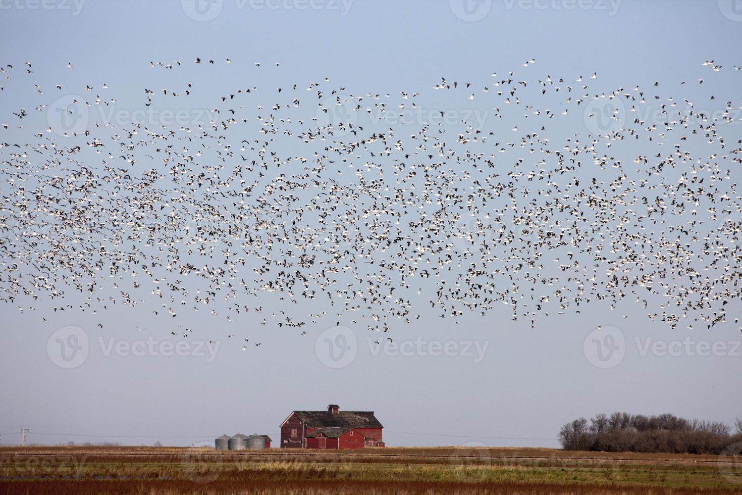 Swarm of Snow Geese photo