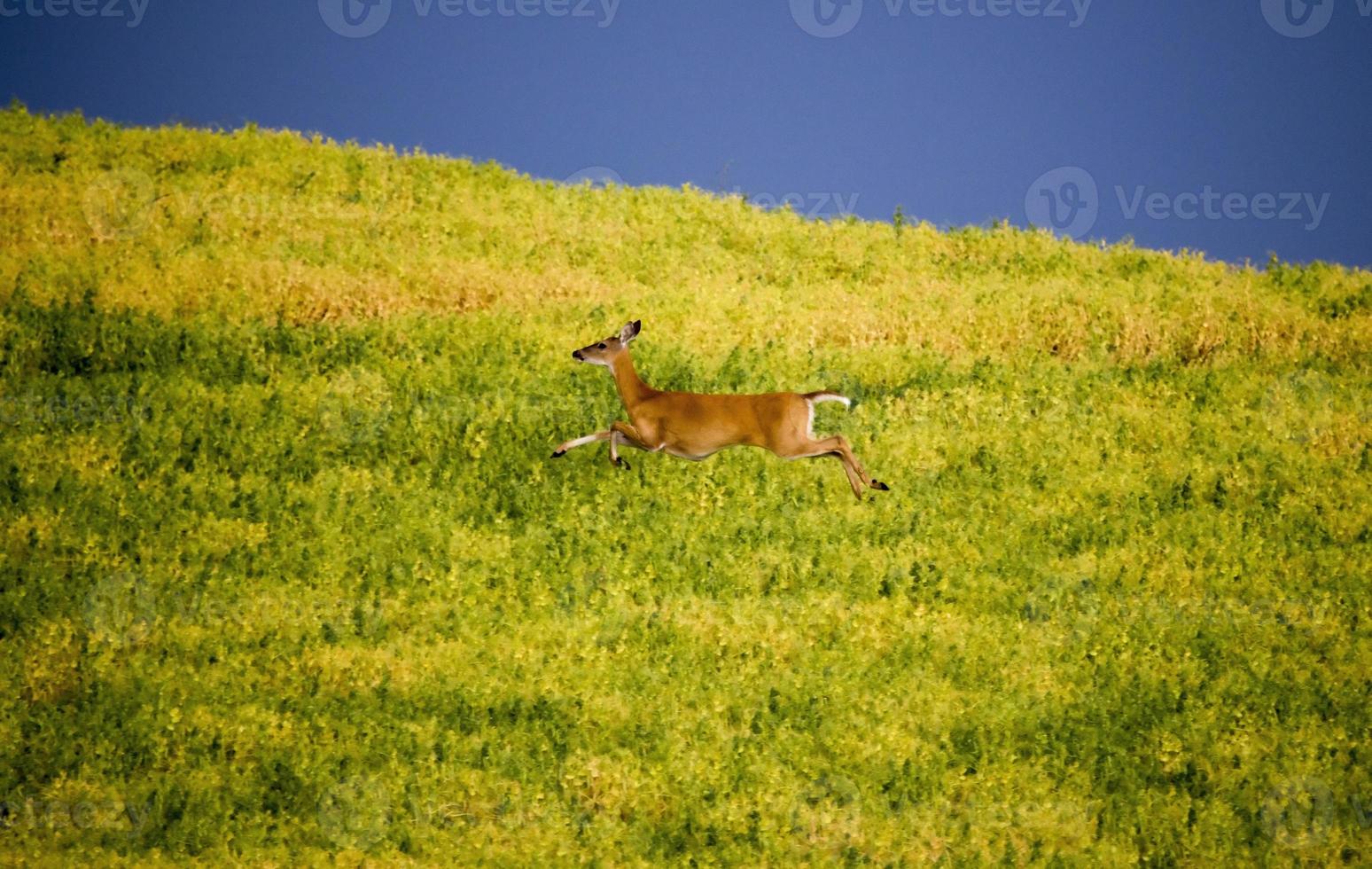 Deer in Farmers Field photo