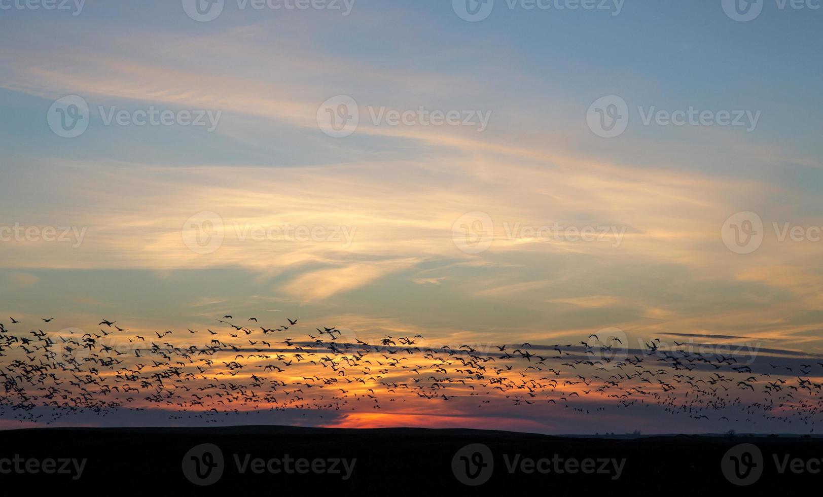 Snow Geese at Sunset photo