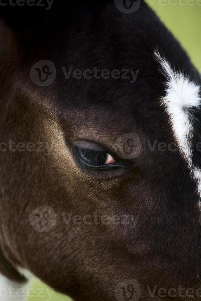 Horse mare Saskatchewan Field photo