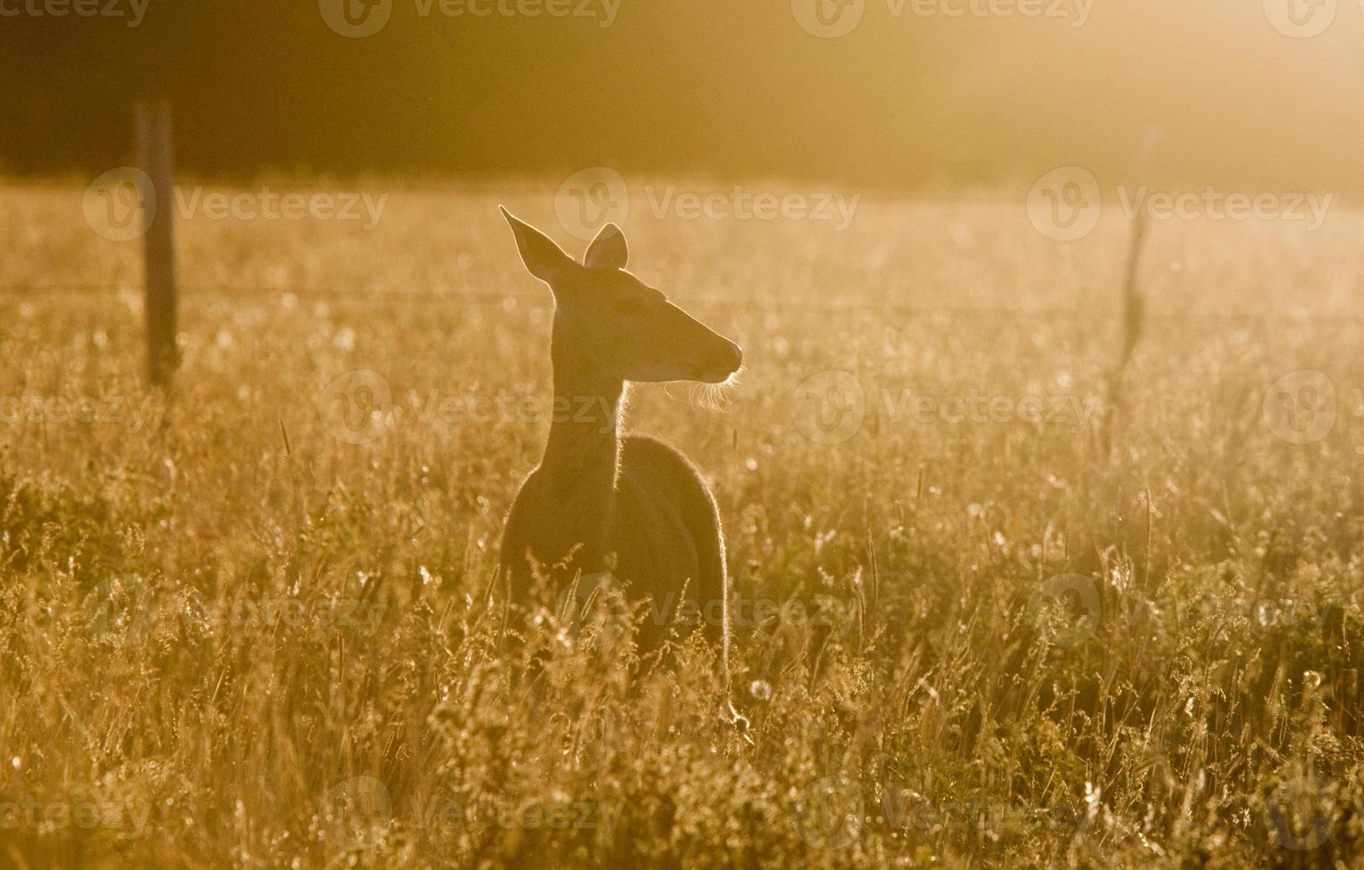 Deer in a field photo