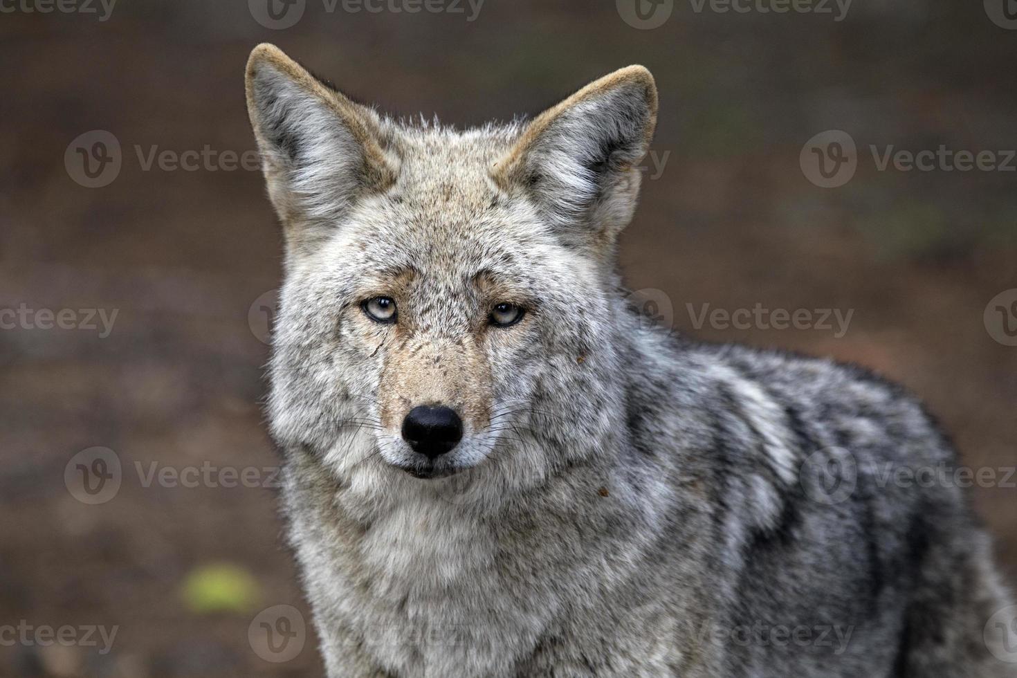 lobo de madera salvaje foto