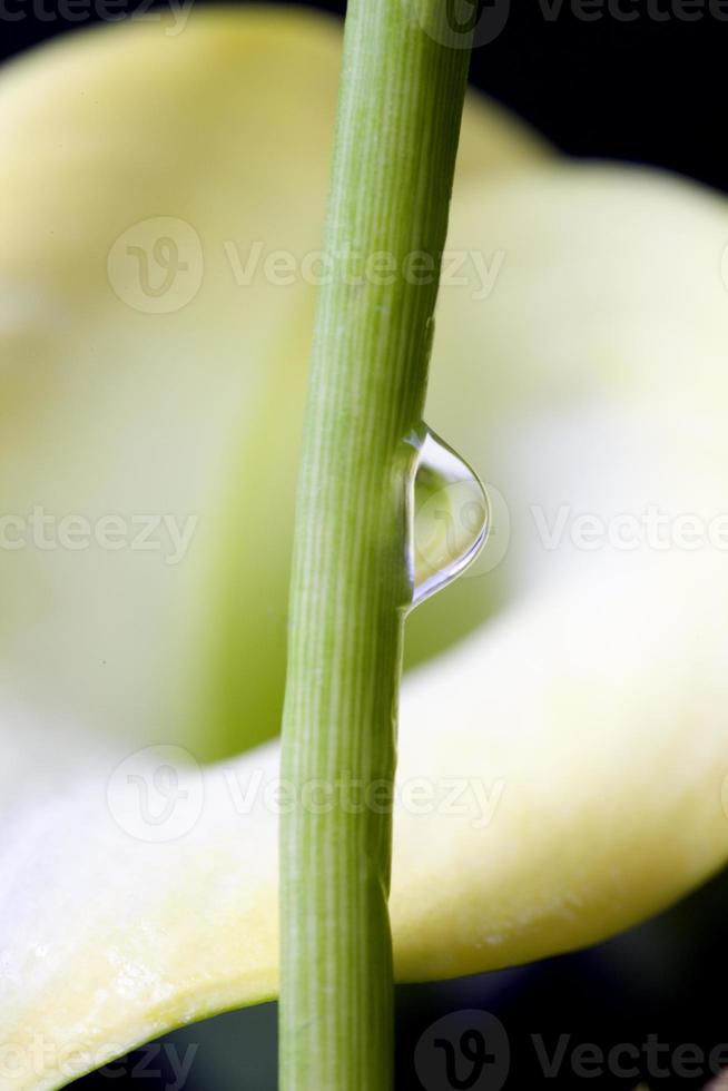 Close up lily water drop photo