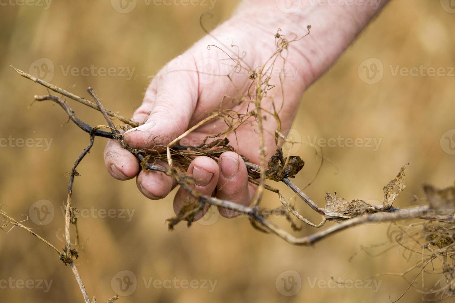 Pea Crop Harvest photo