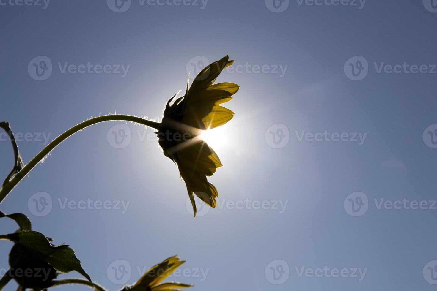 girasol al sol foto