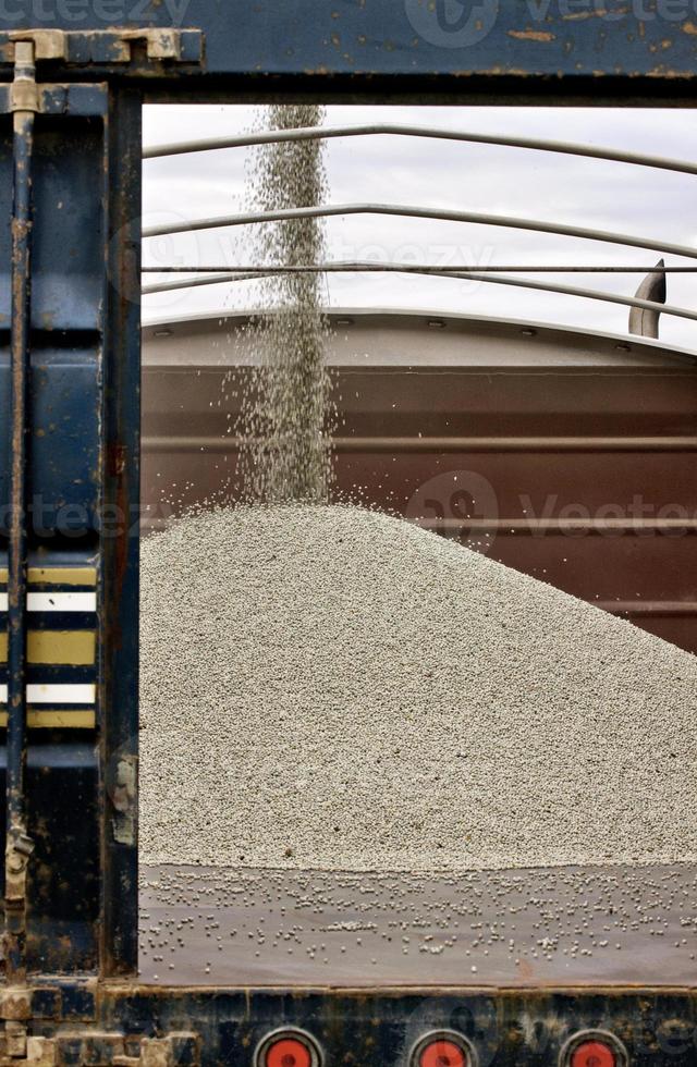 Pea Crop Harvest photo