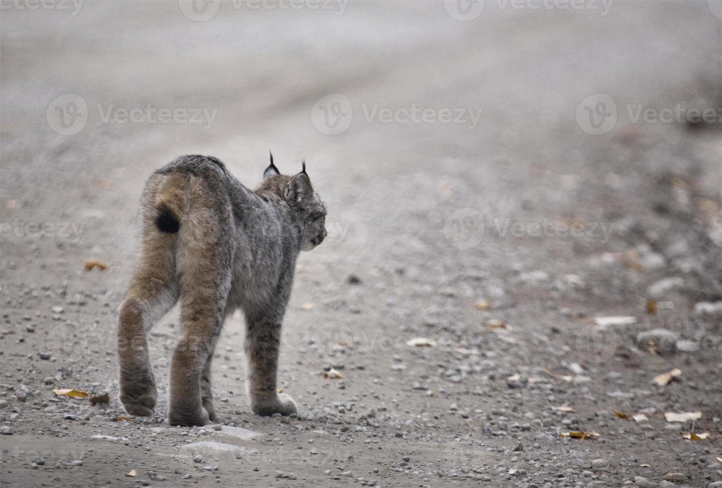 lince de las montañas rocosas foto