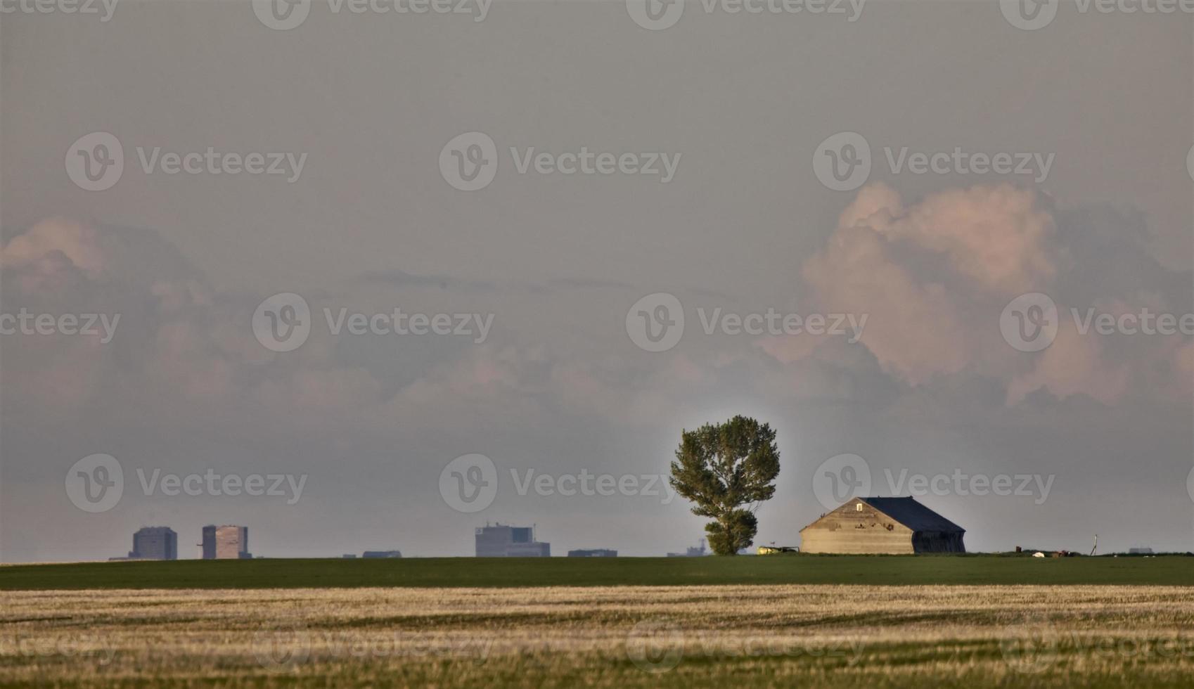 Old Barn and tree photo