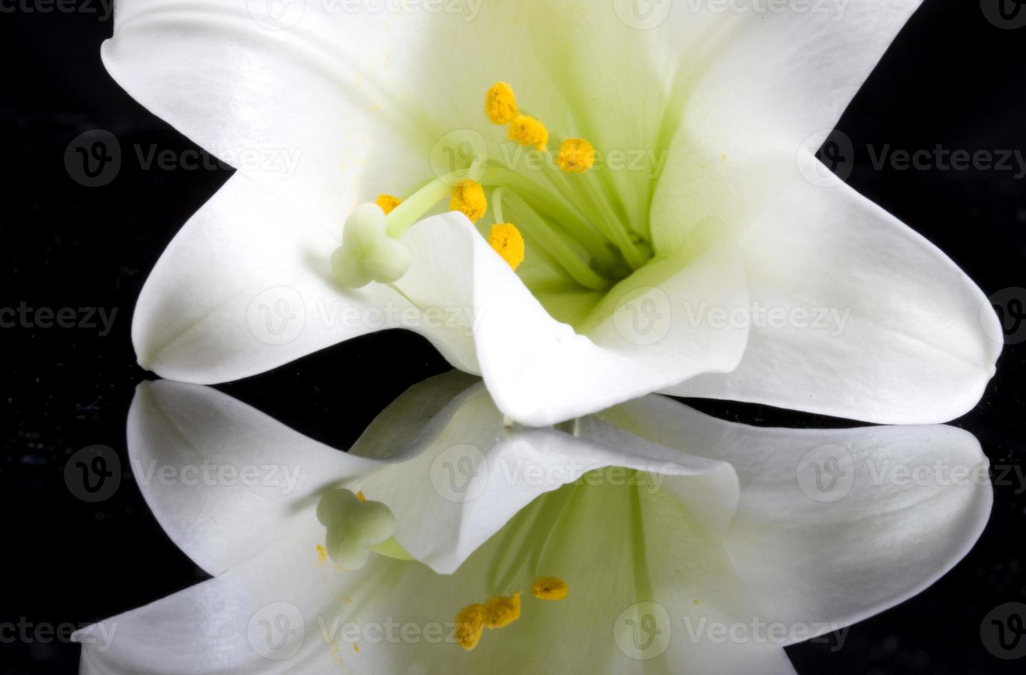 Close up lily photo