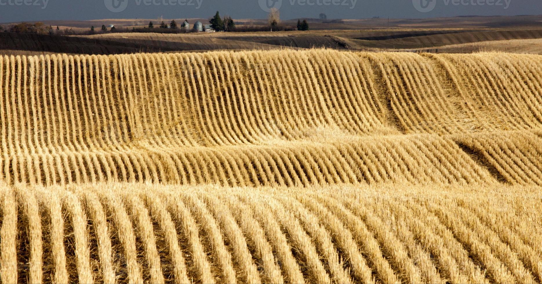 hileras de rastrojos saskatchewan foto