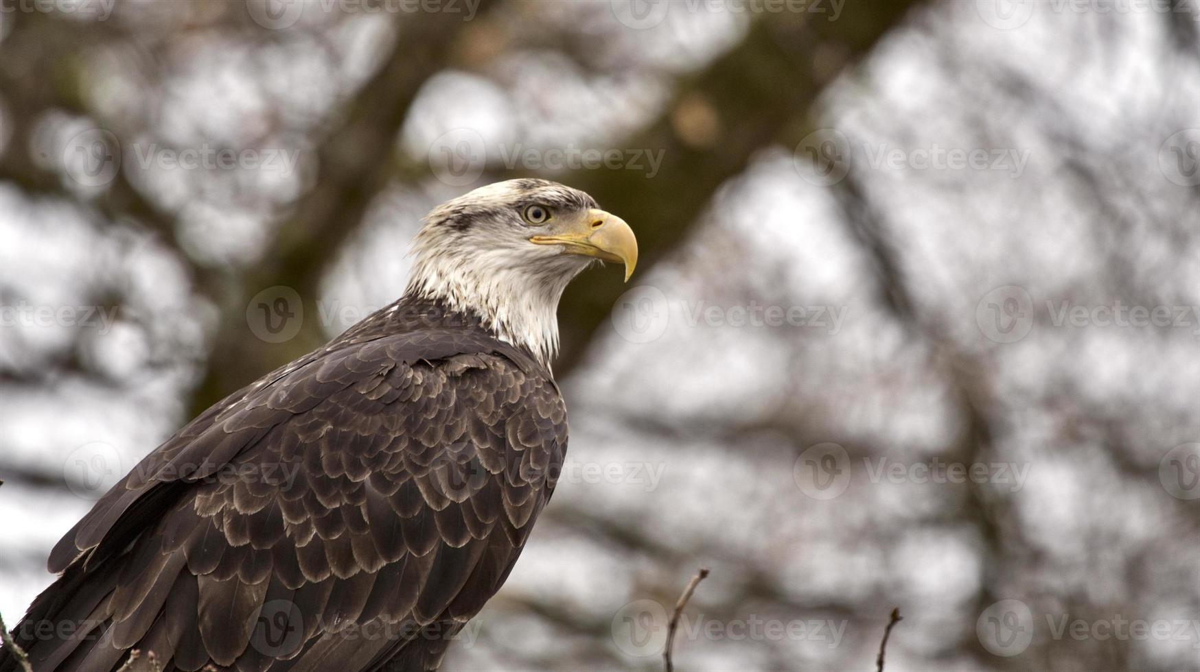 Bald Eagle British Columbia photo