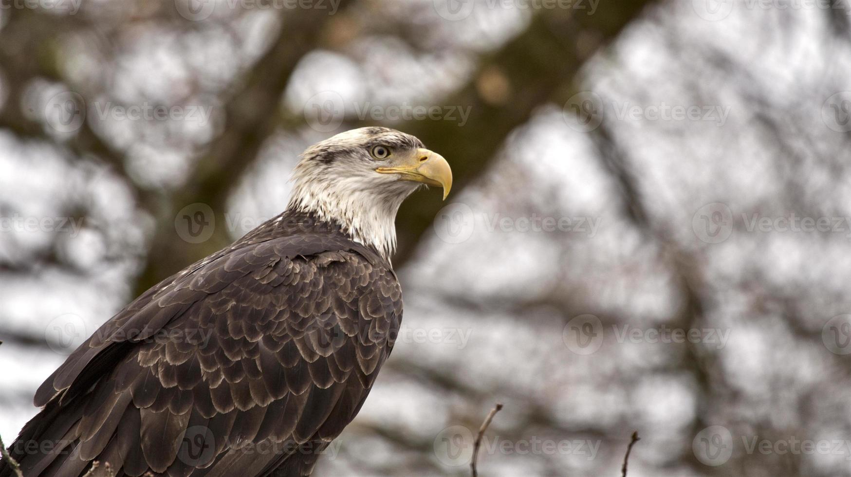 águila calva columbia británica foto