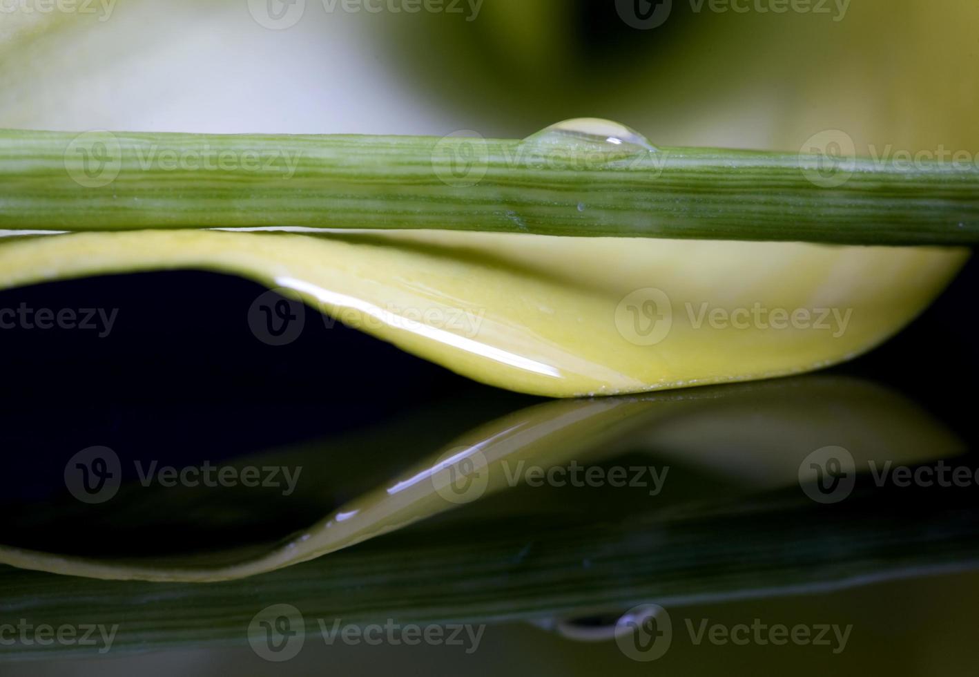 cerrar lirio gota de agua foto