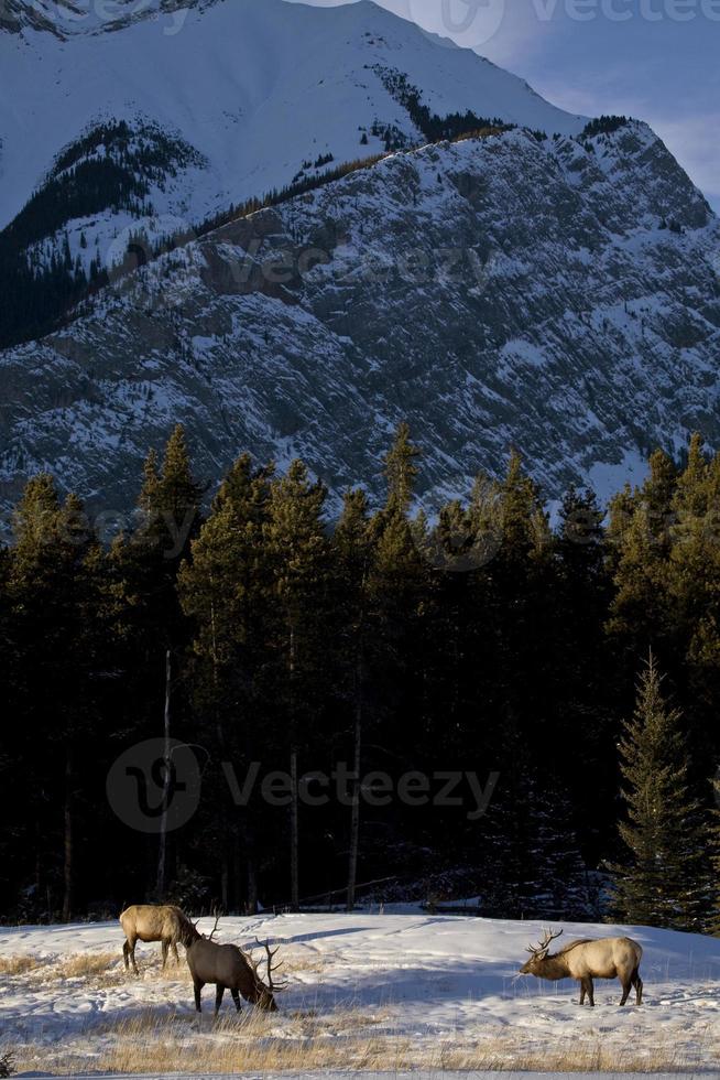 Wild Elk in Winter photo