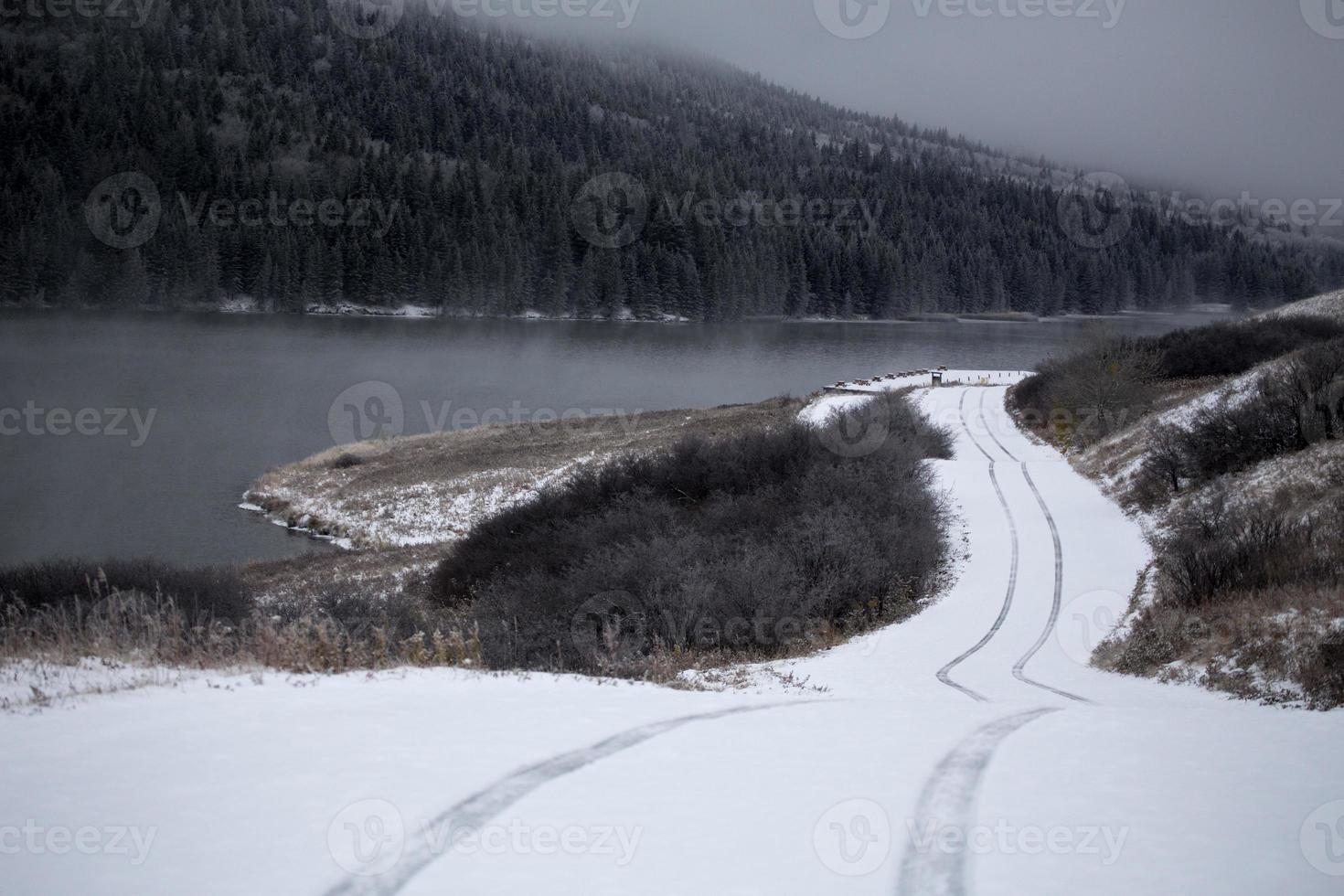 cipreses en invierno foto