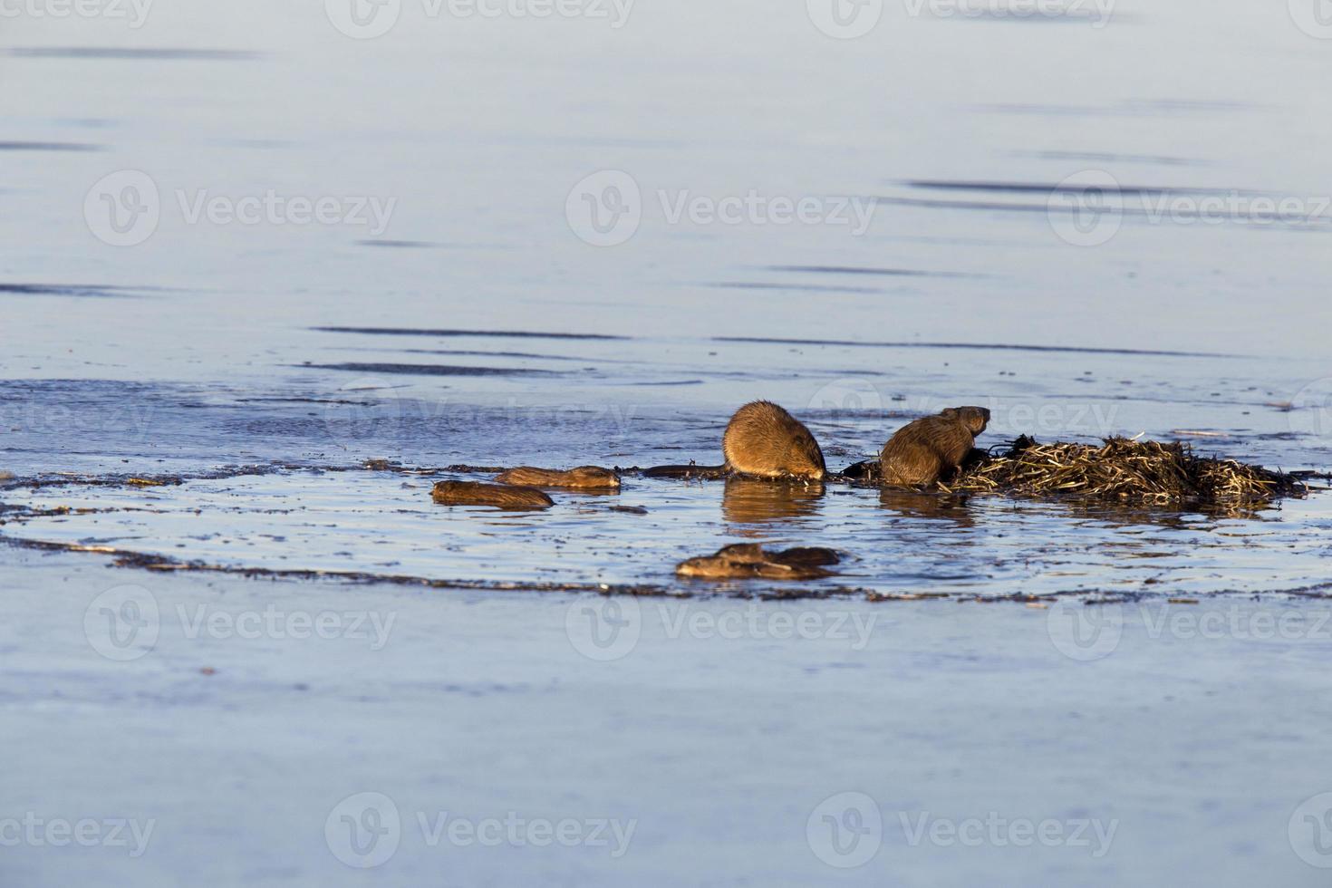 Muskrats at work photo