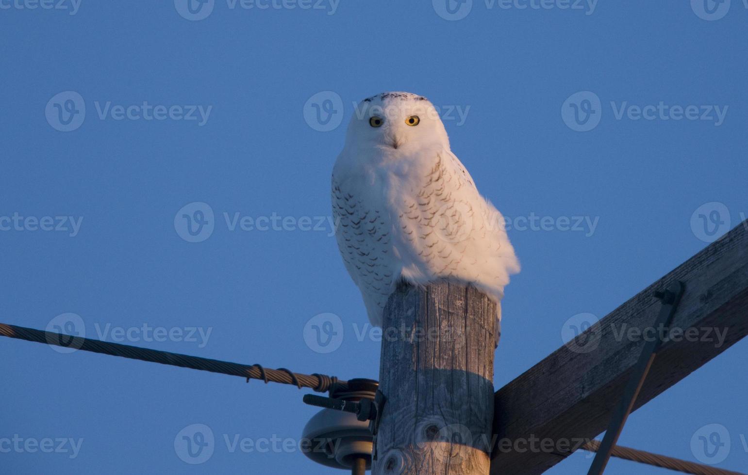 Snowy Owl on Pole photo