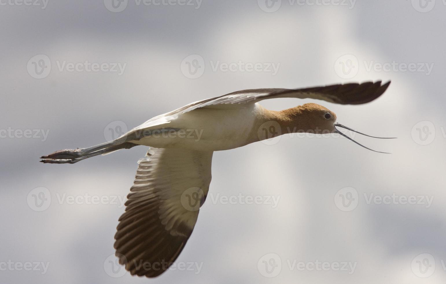 Avocet in Saskatchewan Canada in flight photo