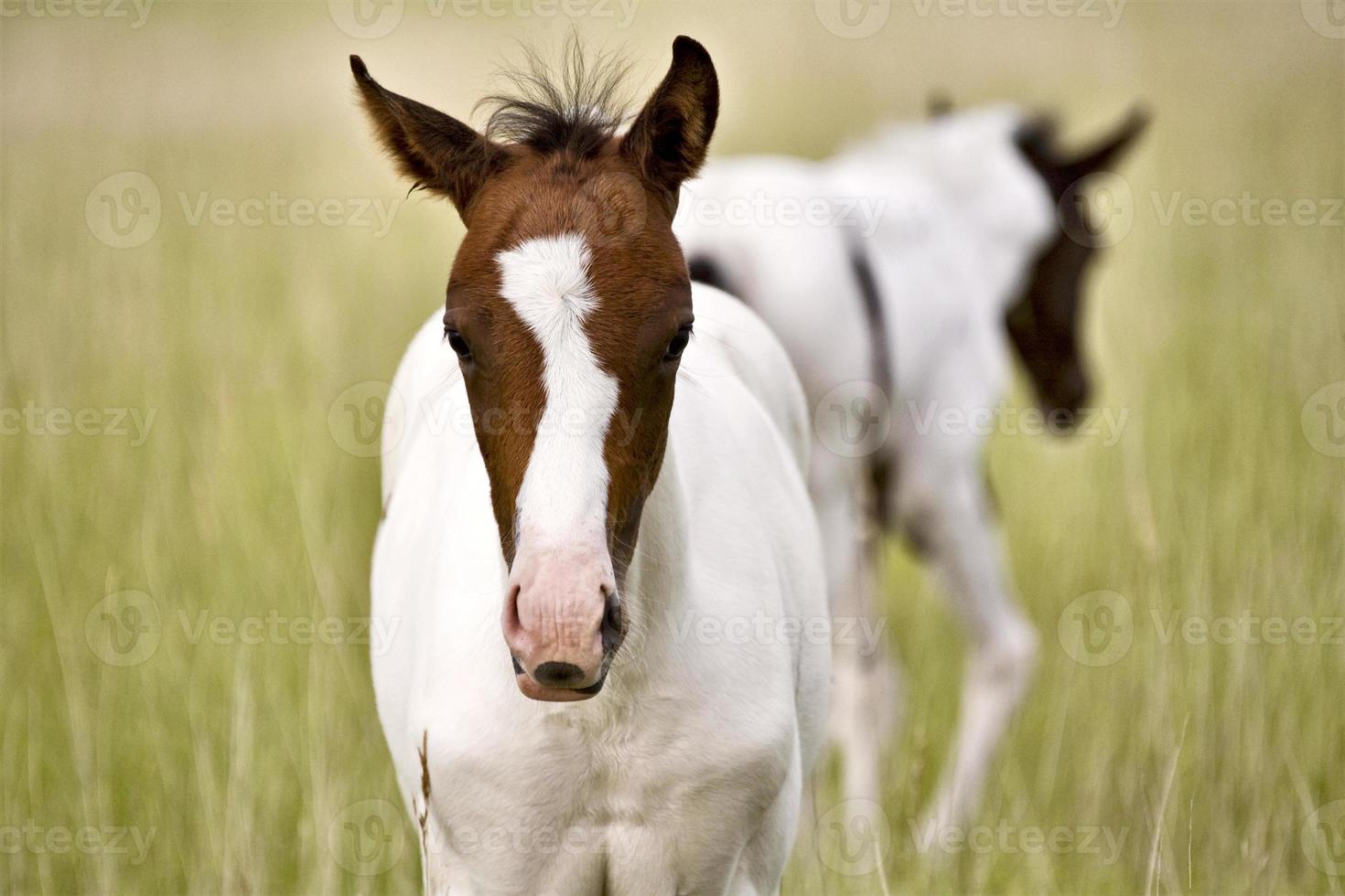 Horse mare and colt Saskatchewan Field photo