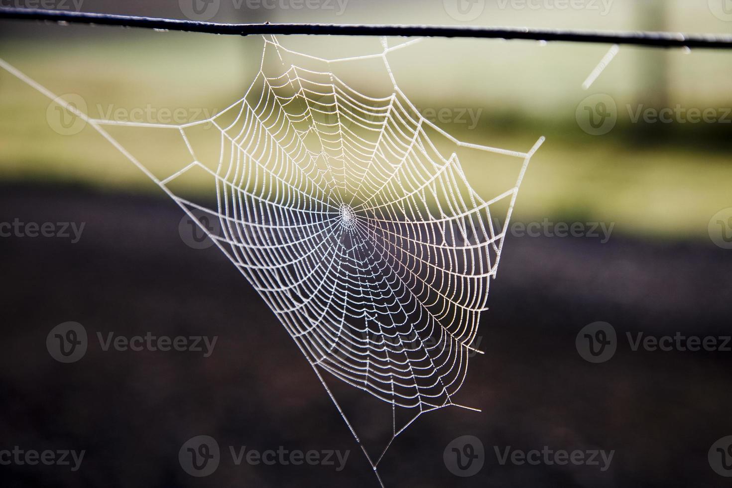 telaraña de seda foto