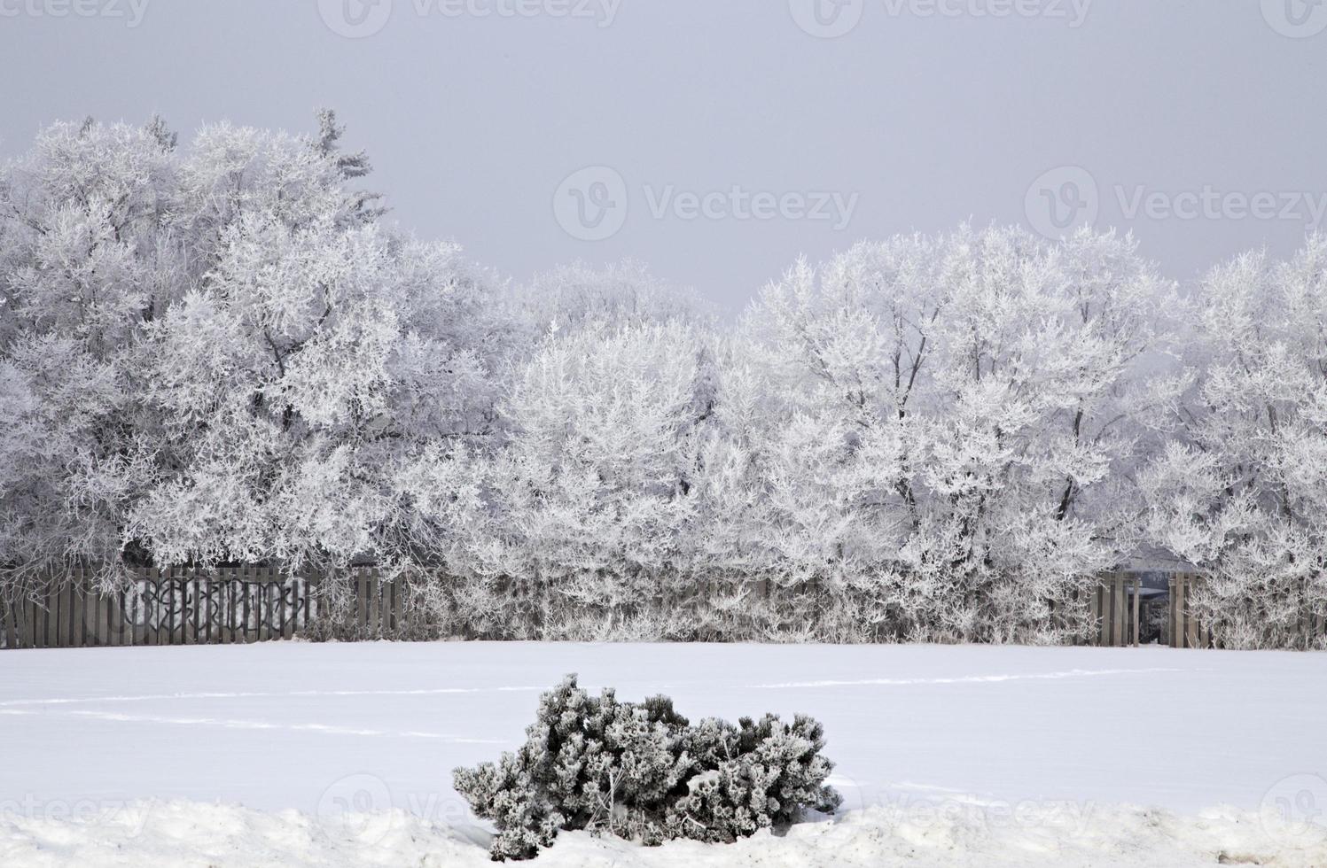 Hoar Frost Prairie photo