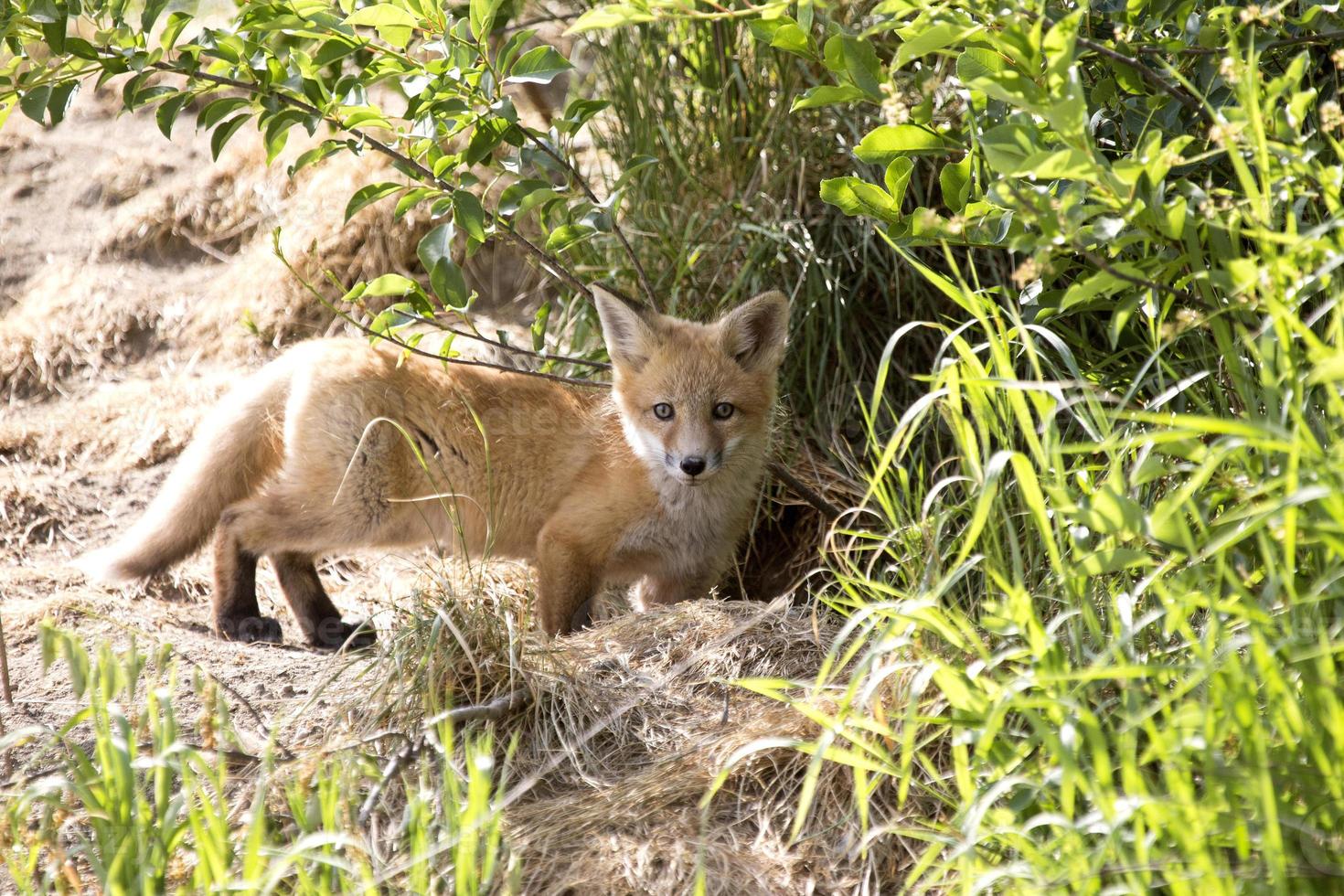 fox kit de canadá foto