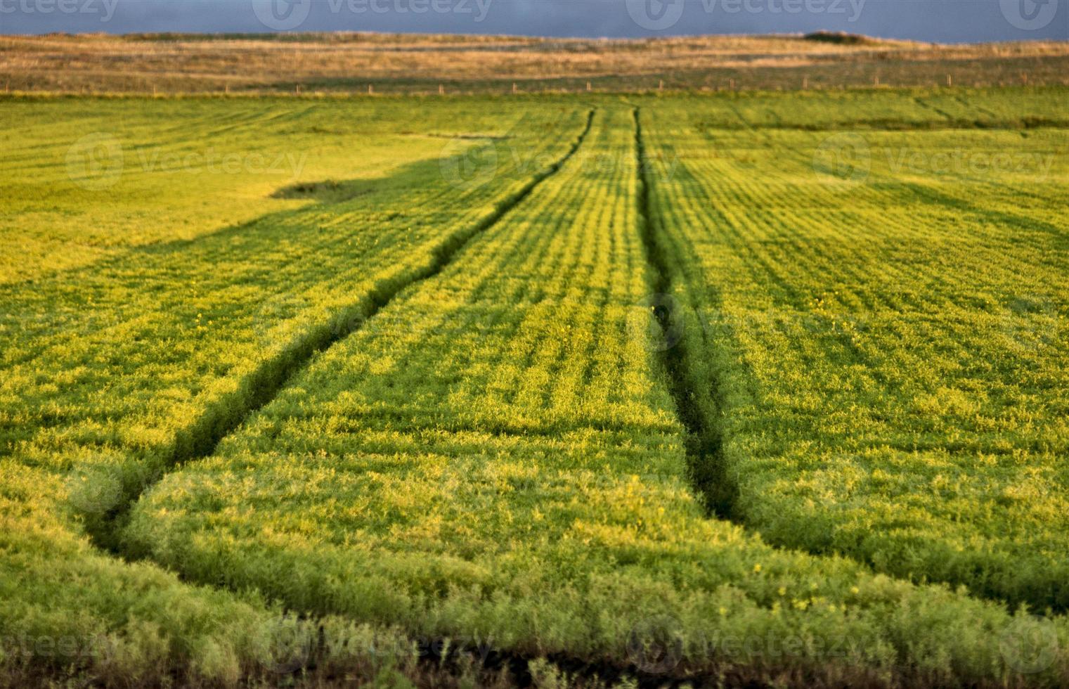 Wet tractor tire tracks photo