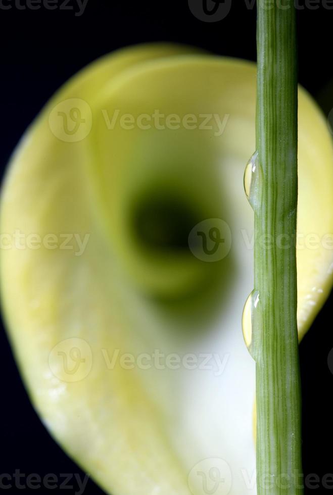 cerrar lirio gota de agua foto