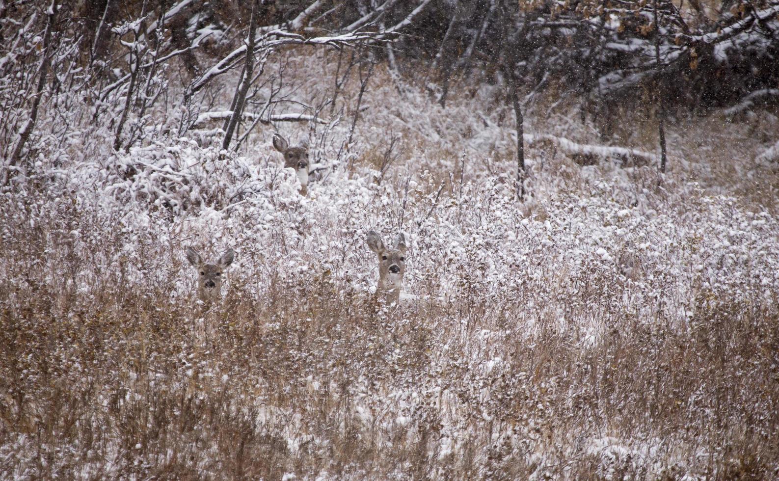 Deer in Winter photo