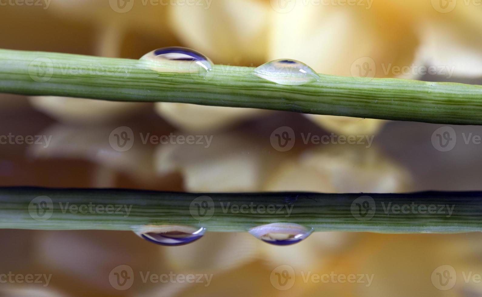 cerrar lirio gota de agua foto