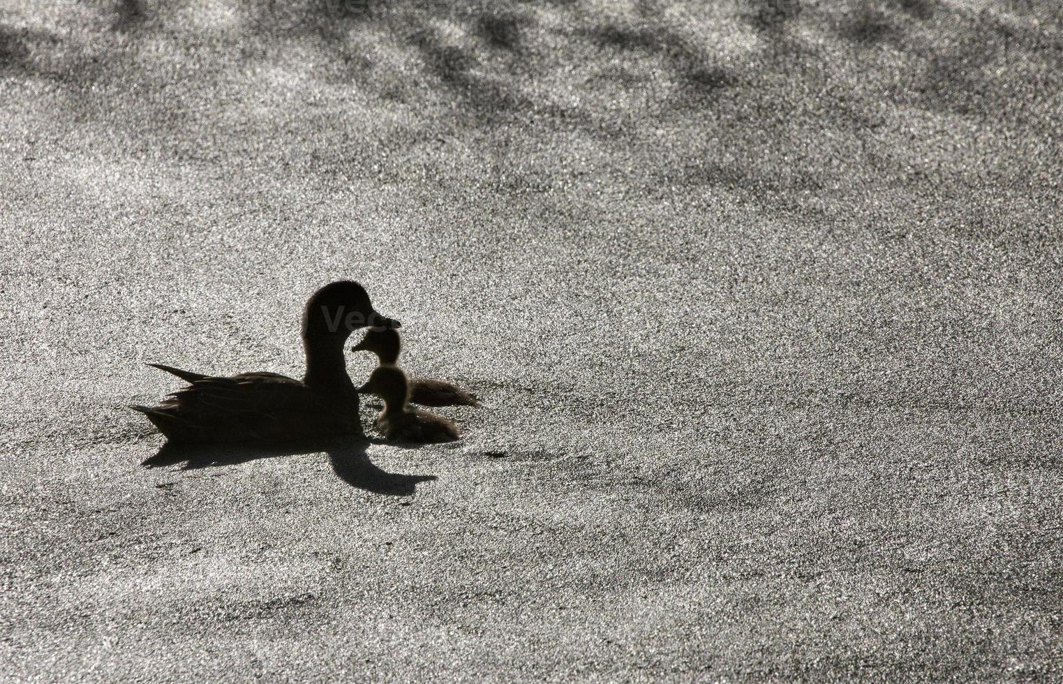 Sillouette ducks in a pond photo