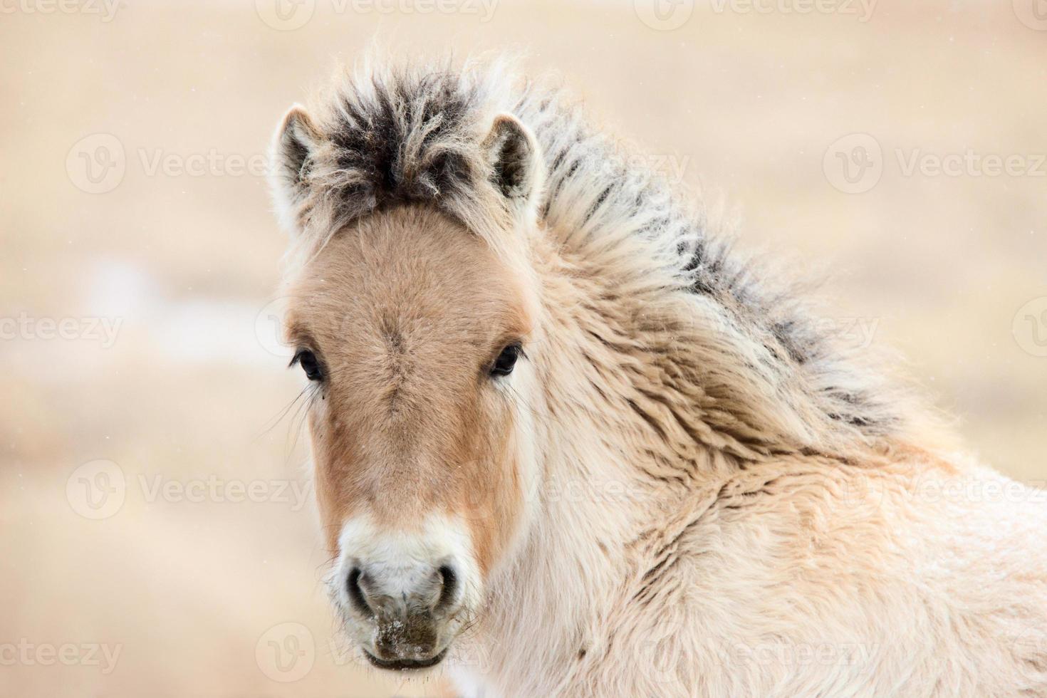 Young Colt Canada photo