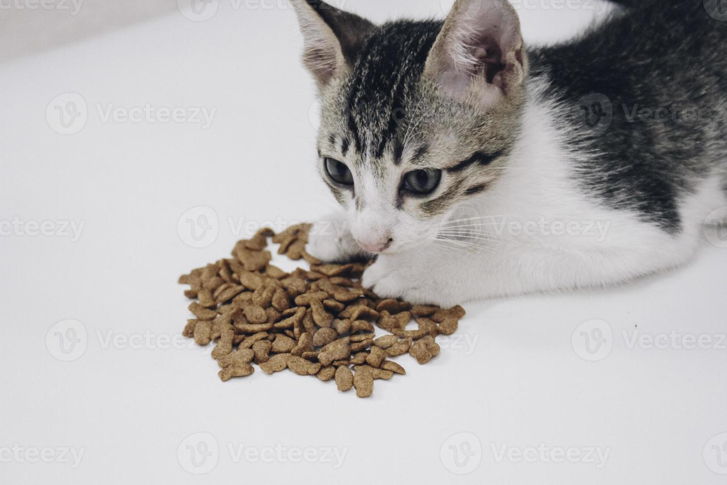 Tabby Cat eats dry cat food from white floor photo