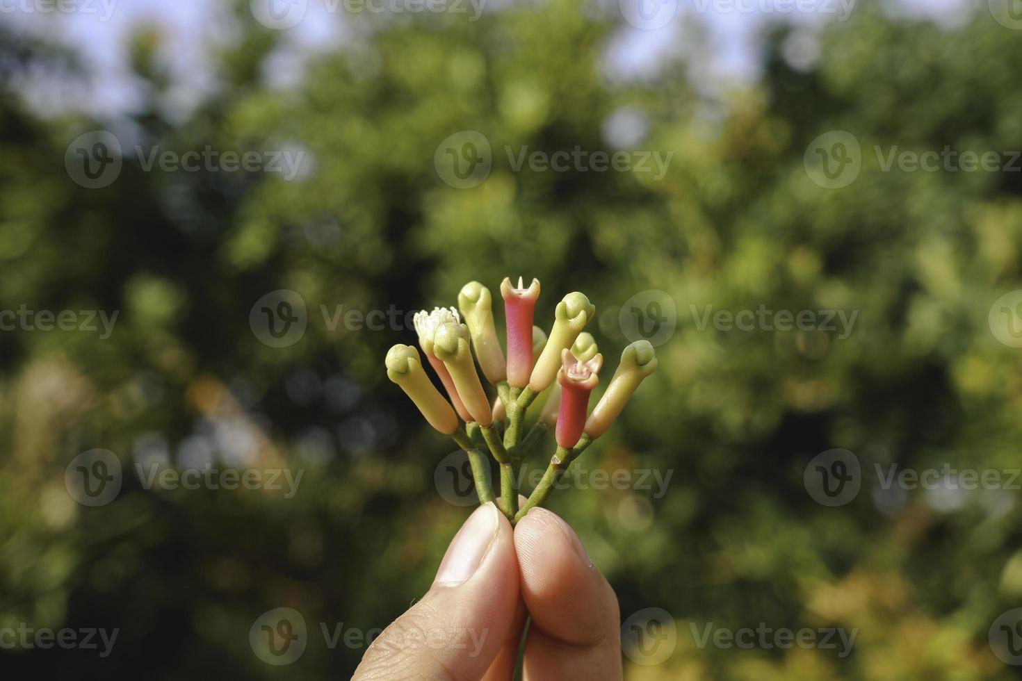 cengkeh o clavo como una de las hierbas de aromaterapia para ingredientes de cigarrillos foto