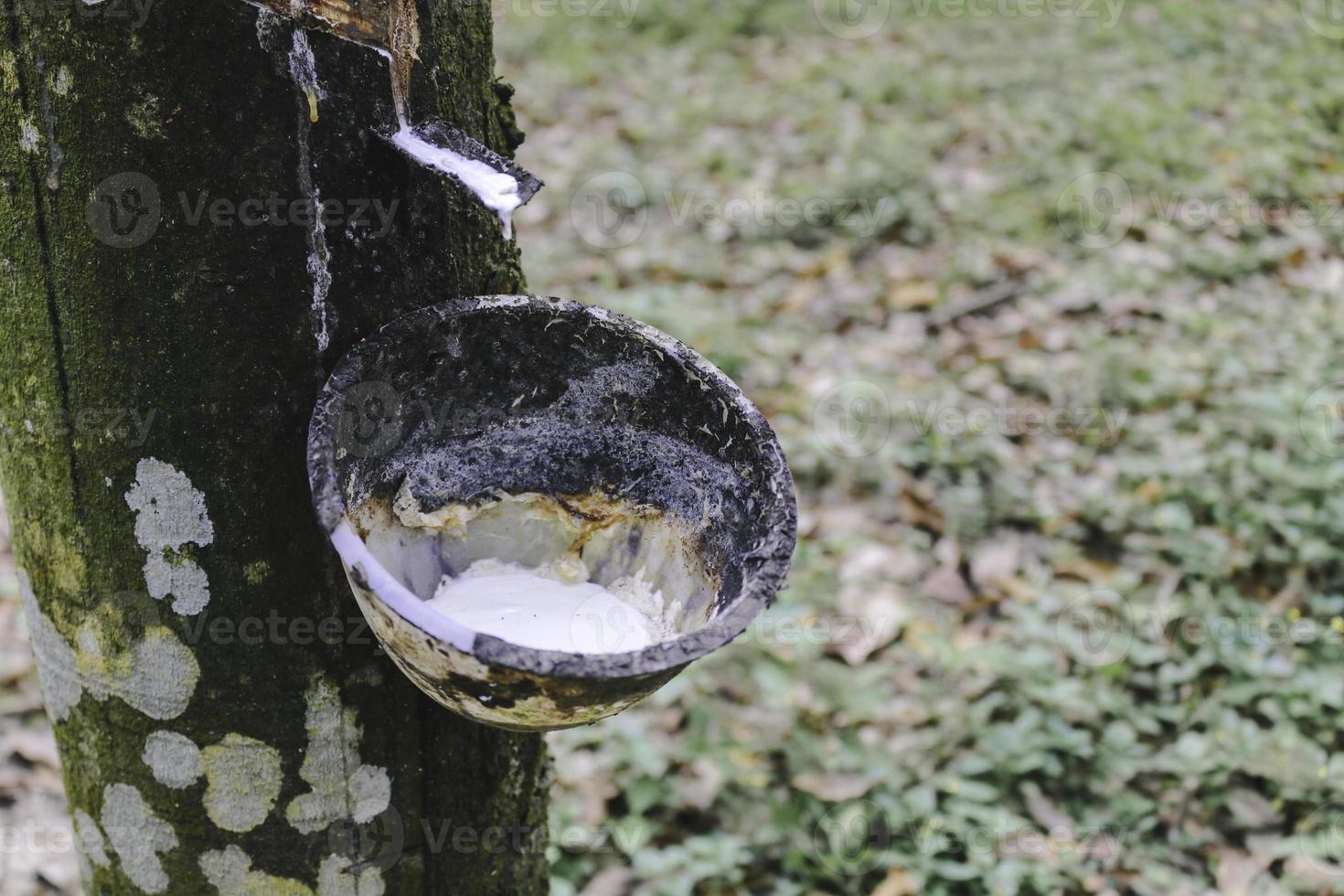 Latex extracted from rubber tree source of natural rubber. photo