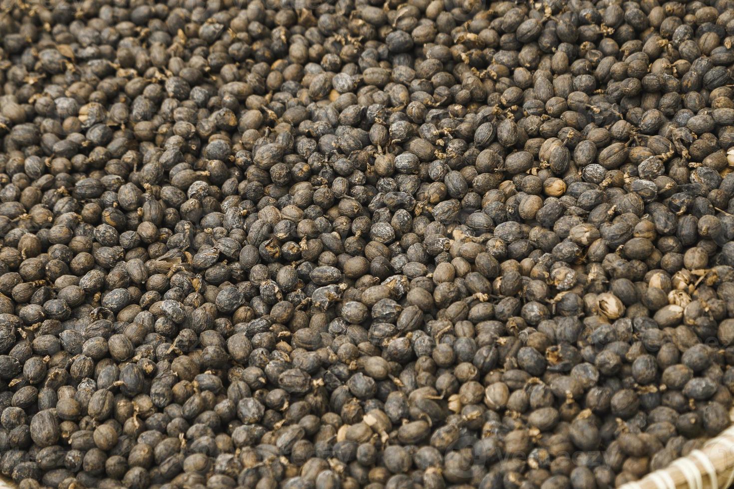 Dried Robusta Coffee Bean Cherry with greenhouse solar drying system. Dry with Natural Process photo