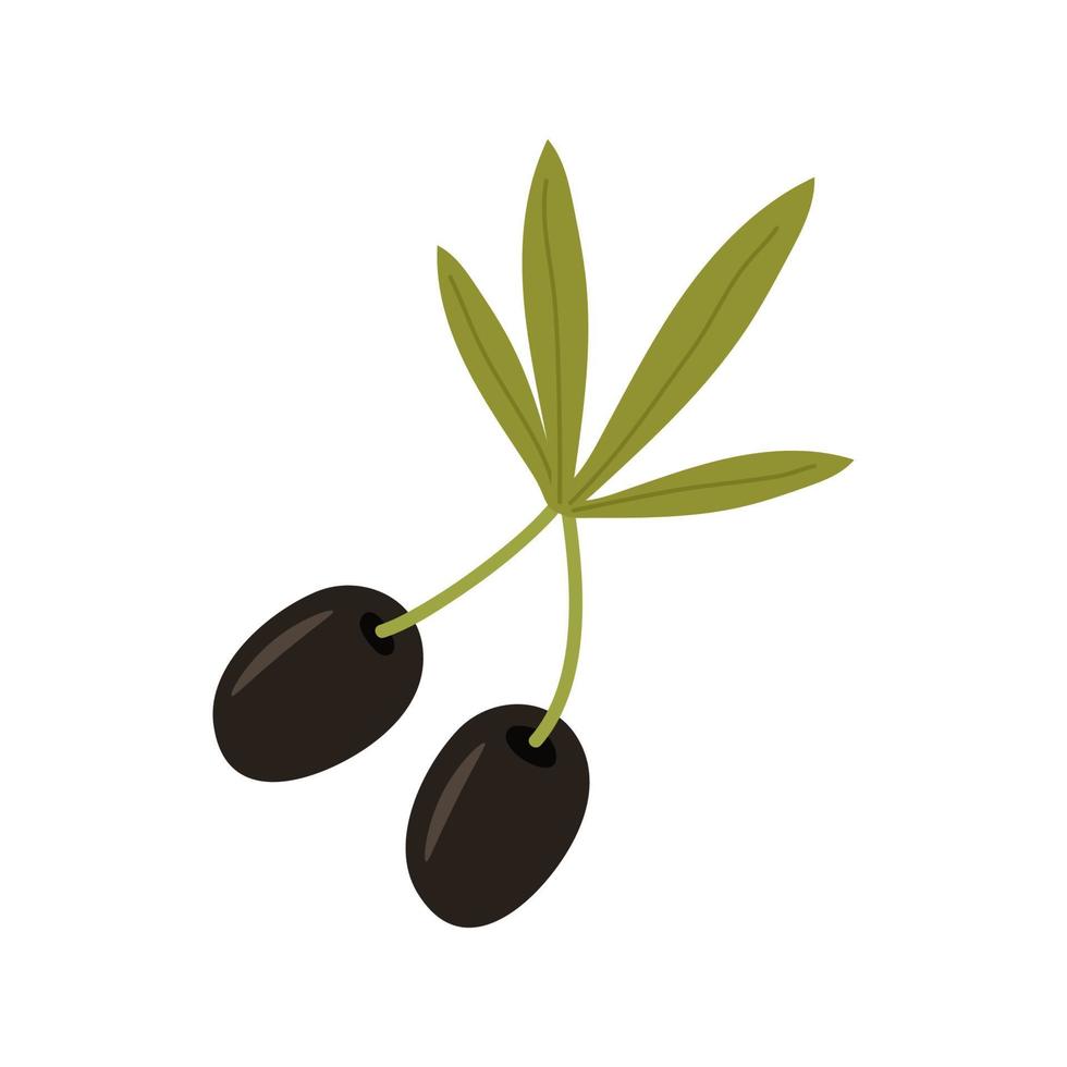 A twig with ripe olives, black fruits of the oil tree and green leaves. The vector illustration is isolated. Clipart for design, decor