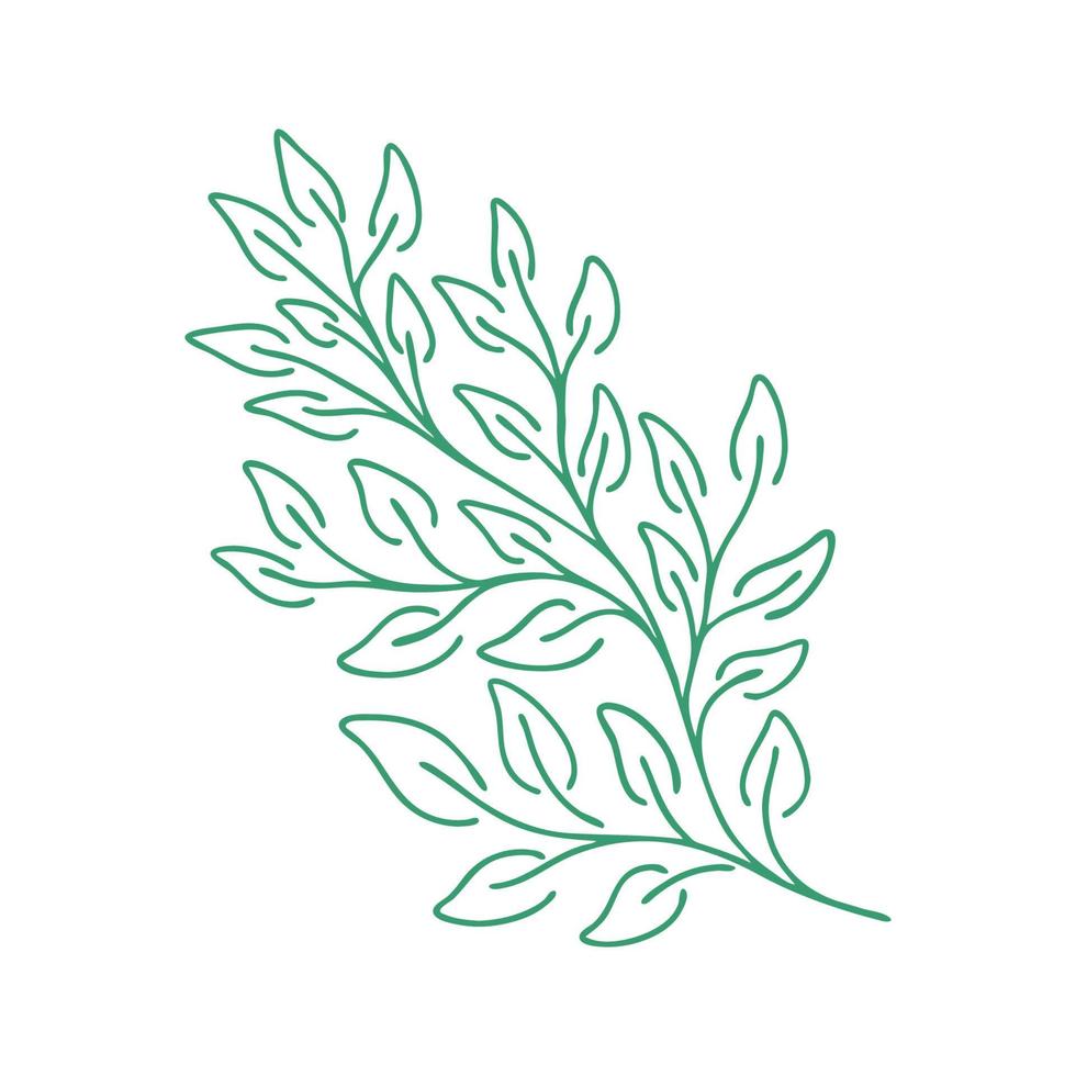 Graceful green twig. Contour leaves. Vector isolated element. Garden plant. Summer or spring design