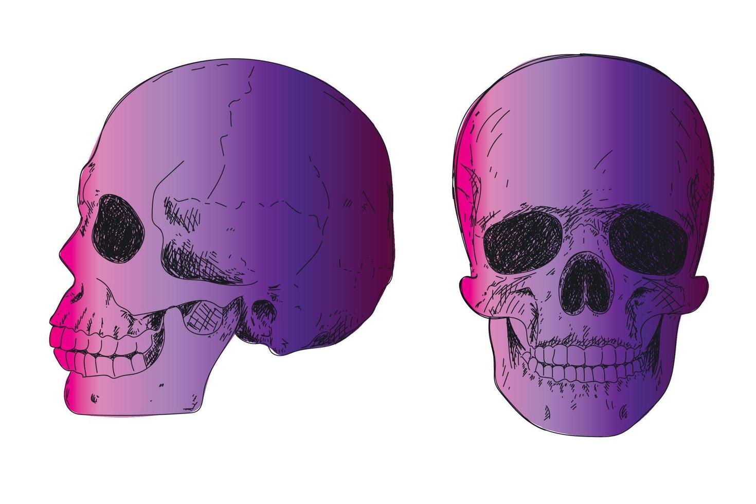 dibujo a mano de esqueleto humano. cráneo humano de perfil vector