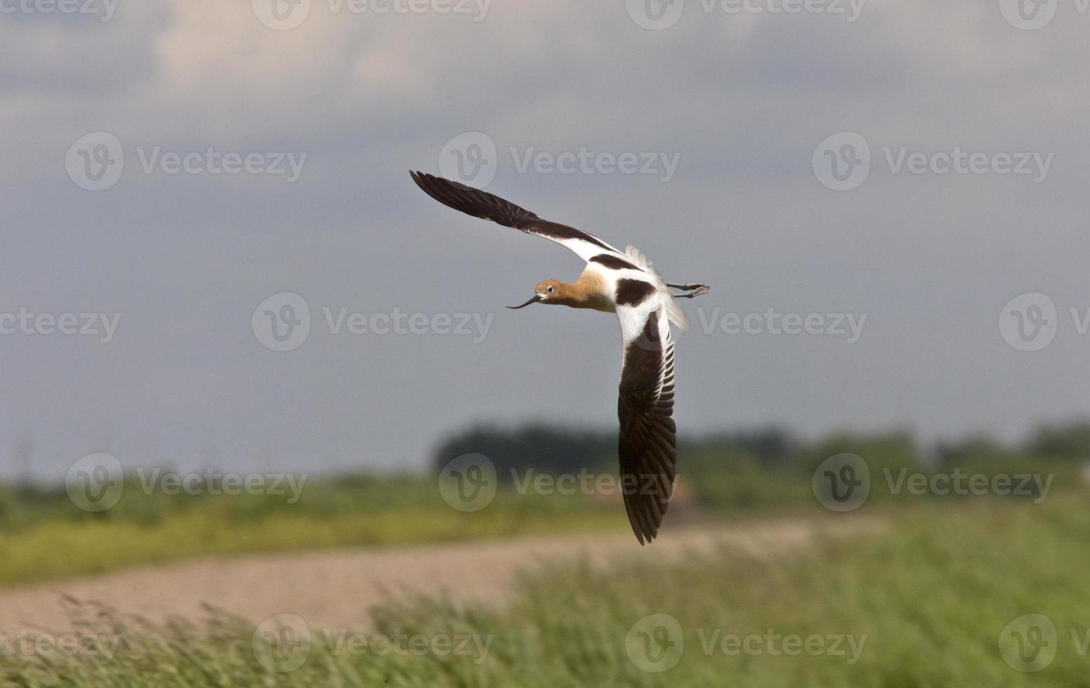 avocet en saskatchewan canadá en vuelo foto