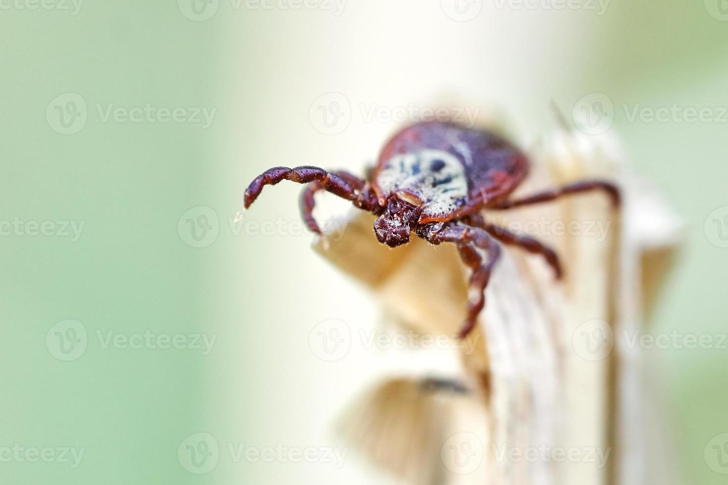 Tick sitting on the top of a dry grass photo