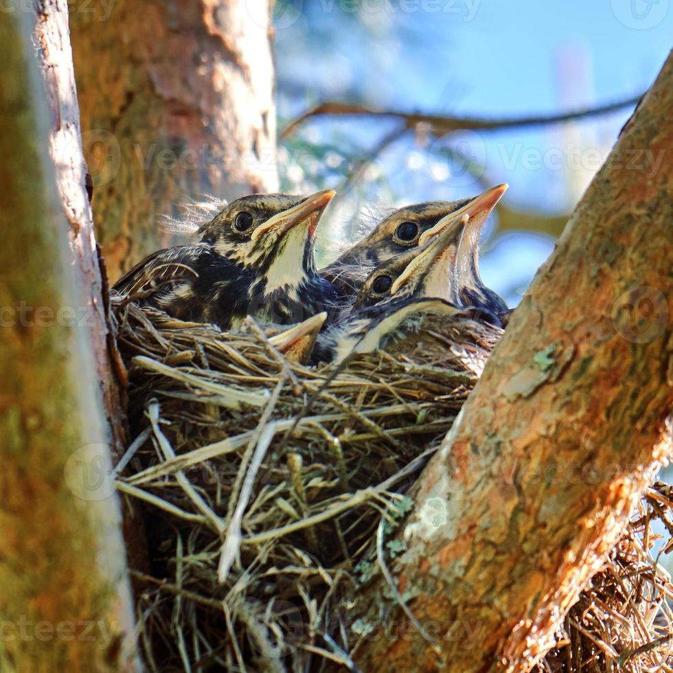 Four grown-up nestlings of a thrush sit in a nest located on the pine tree photo