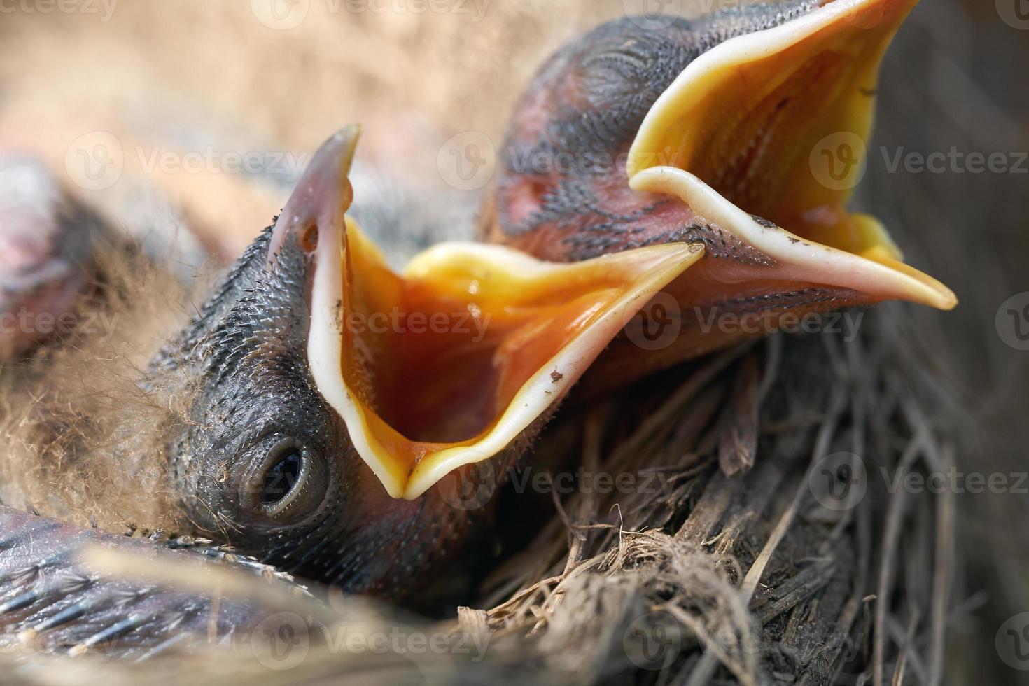 Macro of hungry newborn thrush's chicks with opened mouths on the nest edge photo