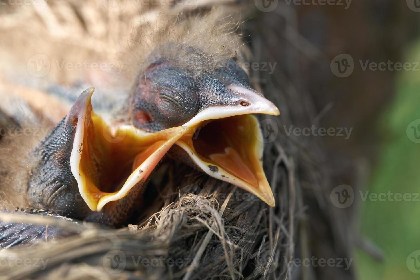 Macro of hungry newborn thrush's chicks with opened mouths on the nest edge photo